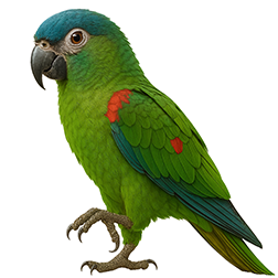 Red-shouldered Macaw